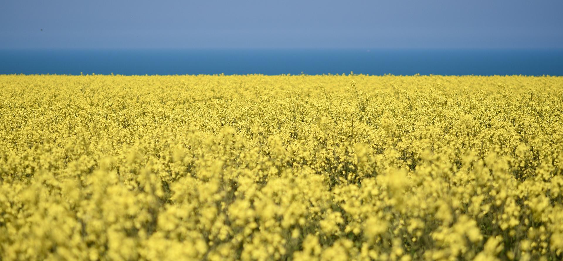 rapeseed-g30b9a3490_1920.jpg