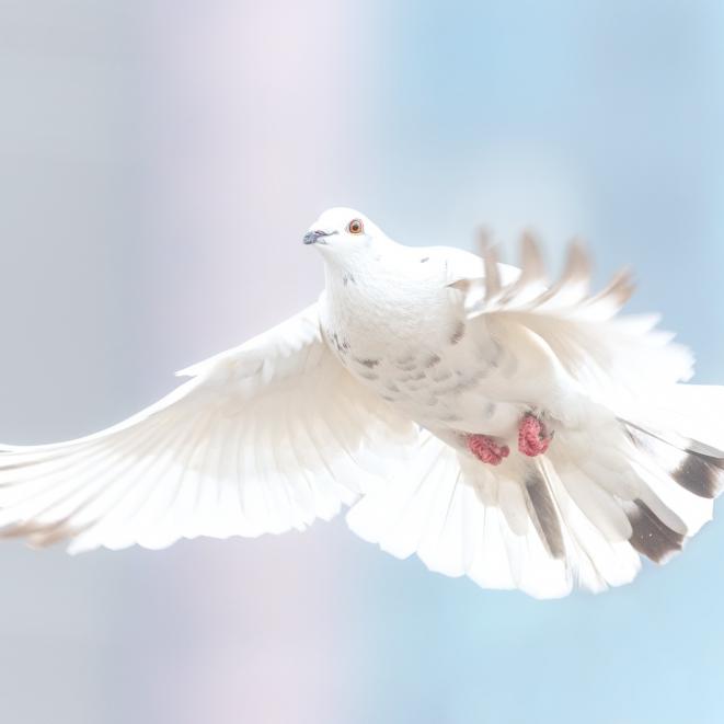 6248913-dove-2680487.jpg