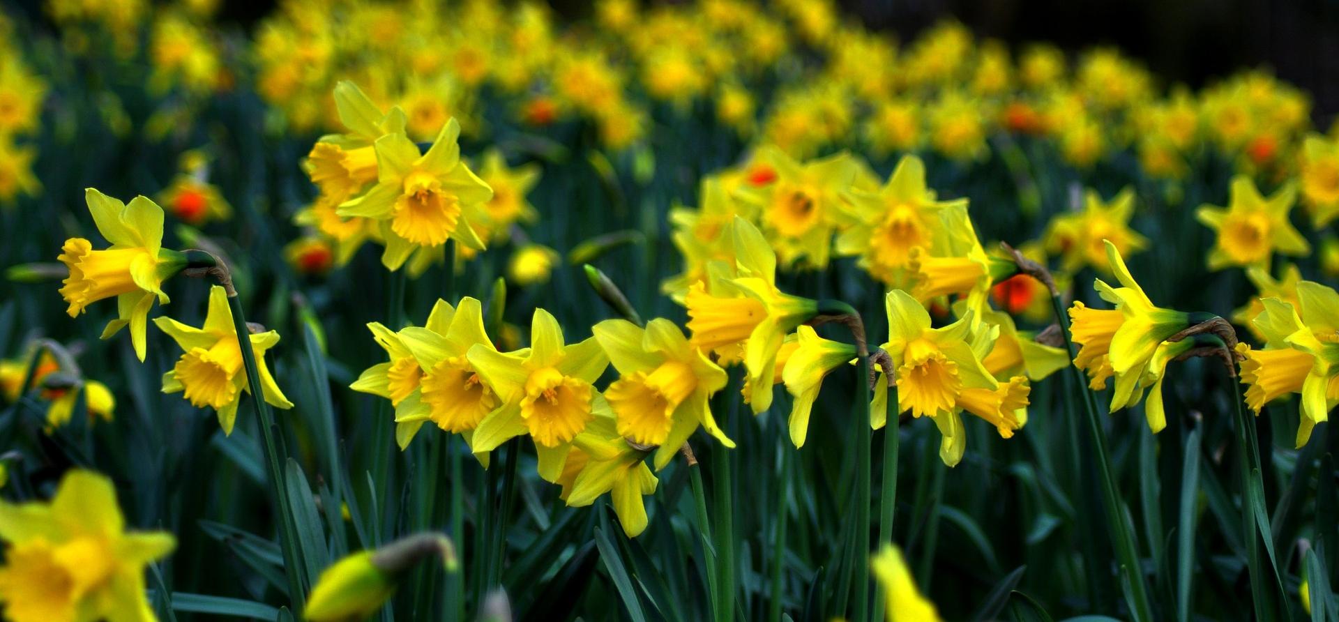 daffodil-286591_1920.jpg