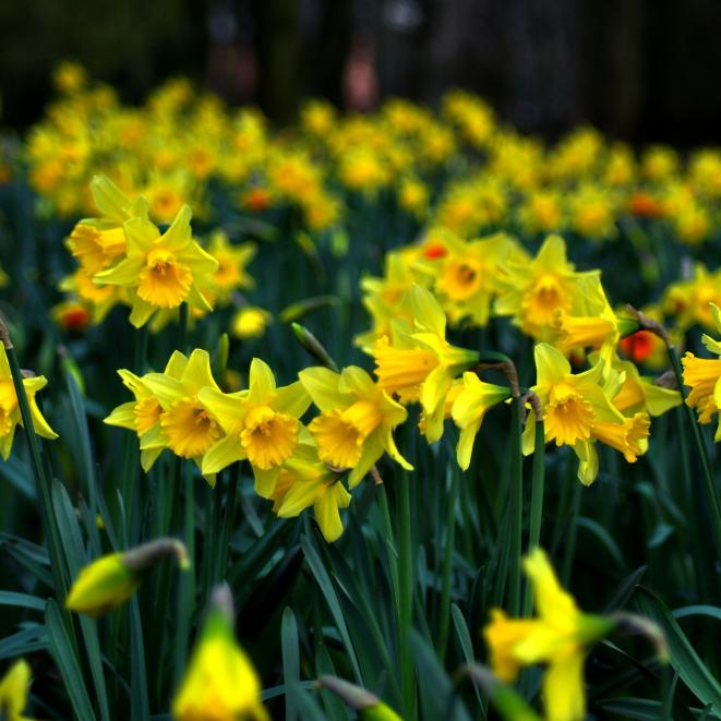 daffodil-286591_1920.jpg