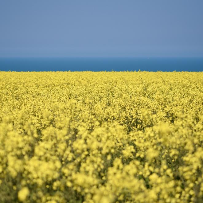 rapeseed-g30b9a3490_1920.jpg