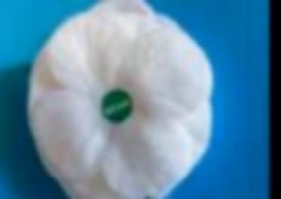 Pabi gwyn_White poppy1.jpg