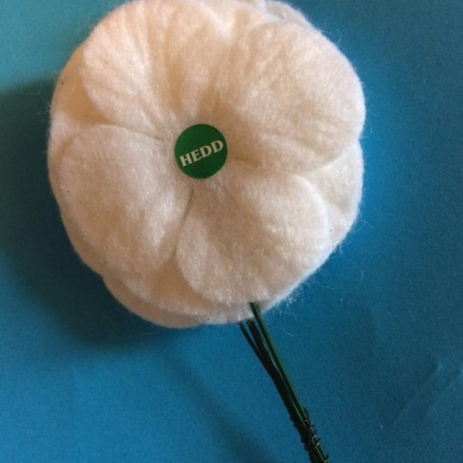 Pabi gwyn_White poppy.jpg