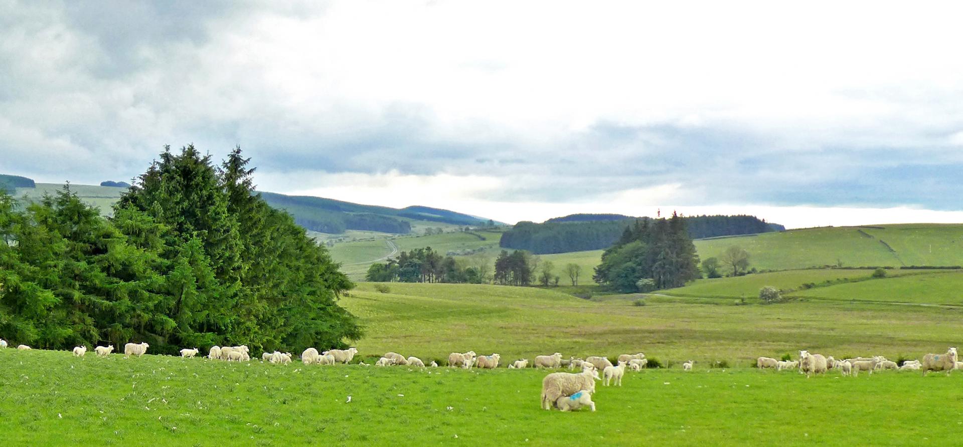 Defaid bryniau_edited-1 2.jpg