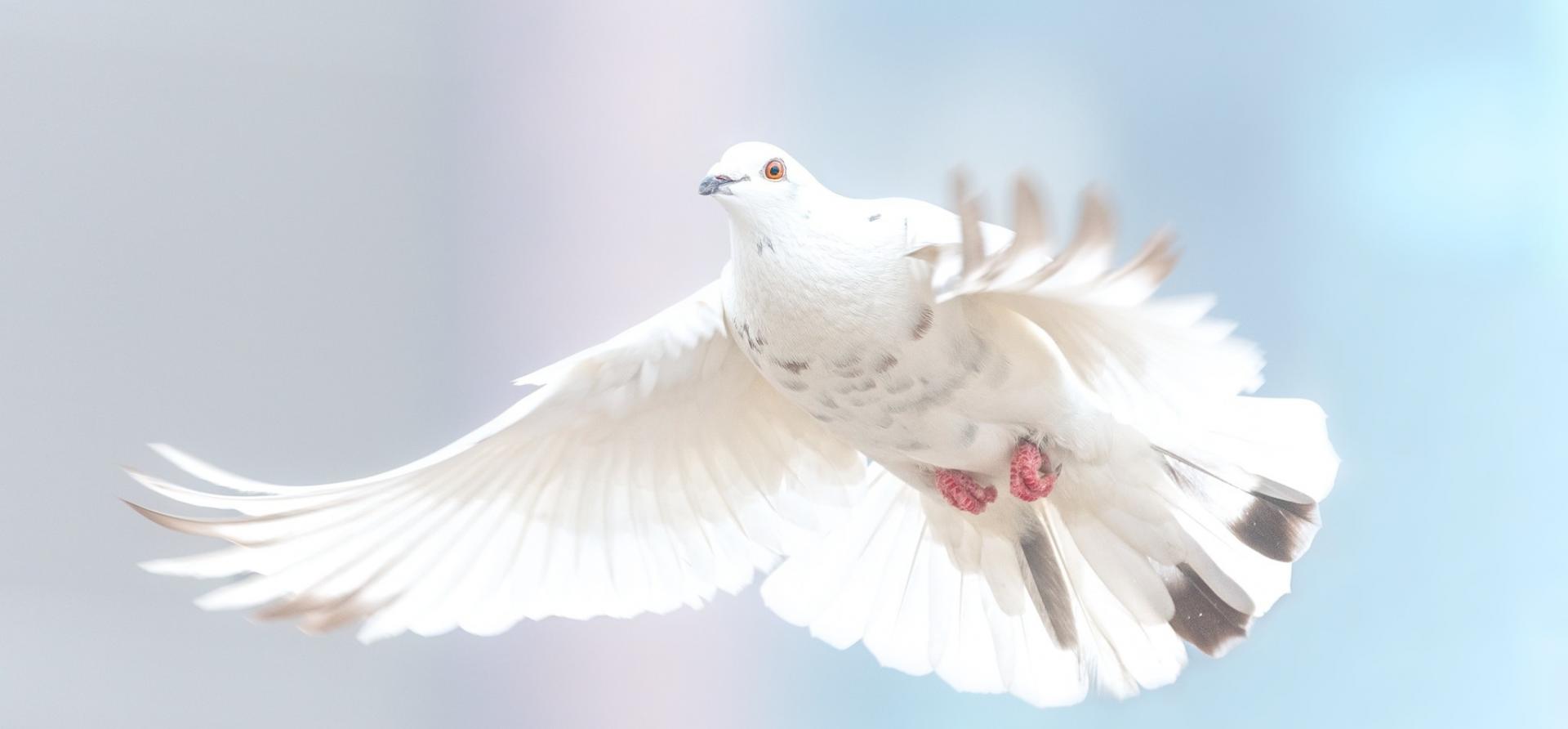 6248913-dove-2680487.jpg
